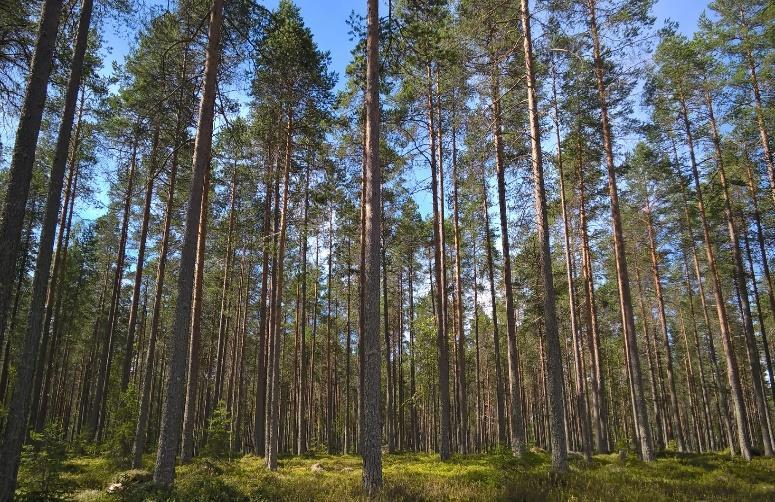 Kainuun maakuntaprofiili Metsämaata-ala Pinta-ala Teitä Yöpymiset majoitusliikeissä Alkutuotanto Kesämökit Haja-asutusväki Eläkkeensaajat Yli 64-vuotiaat Autoja Rakennusten kerrosala Tilojen