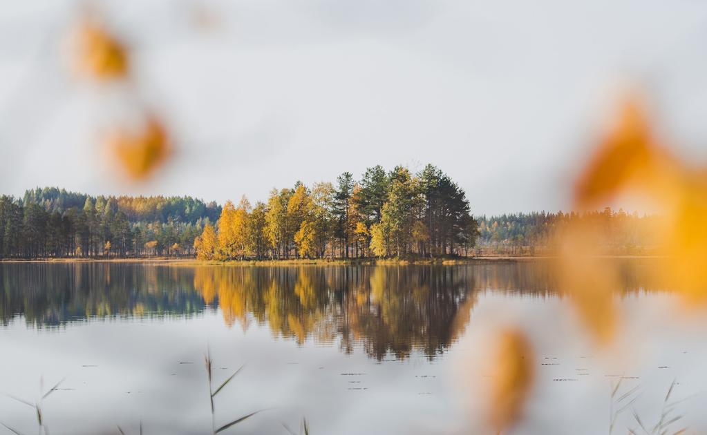 Johtaminen SOK-yhtymän johtaminen ja valvonta SOK on suomalainen osuuskunta, jonka päätöksenteossa ja hallinnossa noudatetaan osuuskuntalakia, toimialojen toimintaa koskevia muita säännöksiä sekä