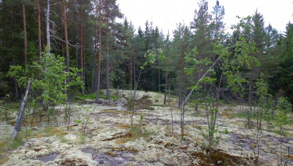 AKDG 4722:2. Kalliota hiihtomajan yläpuolella, pohjoisesta. Kuvaaja: Petro Pesonen.
