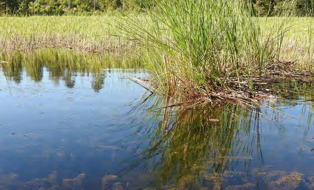 Virolahden Klamilan osayleiskaavan luontoselvitys 2016 levinnyt läjitysmaavallilta haitallista vieraslajia jättipalsamia (Impatiens glandulifera) (kuvat 26 ja 27).