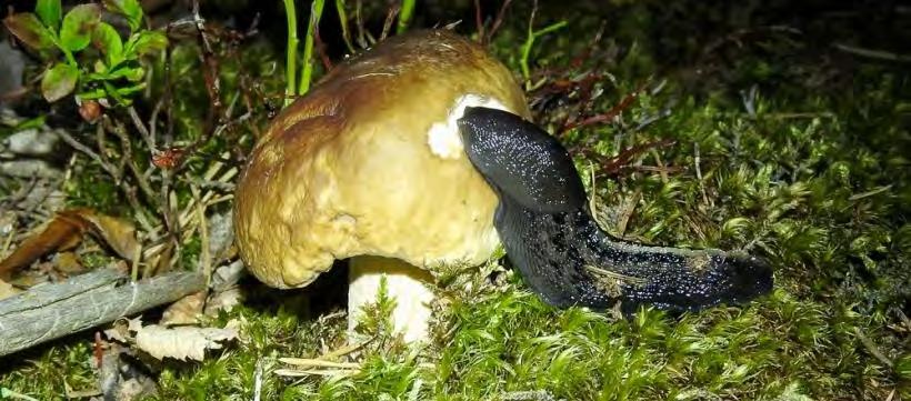 Virolahden Klamilan osayleiskaavan luontoselvitys 2016 saalistelu- ja siirtymäalueenaan. Elokuussa 2016 poluilla oli huomattavan paljon ukkoetanoita (Limax cinereoniger) (kuva 4). Kuva 4.