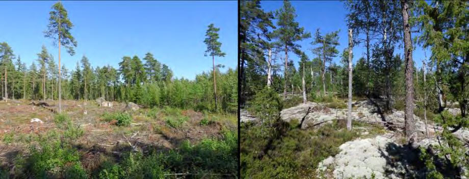 Virolahden Klamilan osayleiskaavan luontoselvitys 2016 Kuva 5 (vas). Korkiakallion länsipuolen tuore hakkuu. Kuva 6 (oik). Korkiakallion poronjäkälikköjä, vanhoja mäntyjä ja keloja. 12.8.