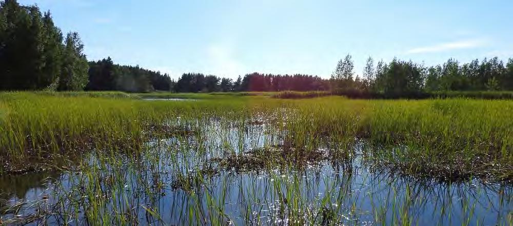 Virolahden Klamilan osayleiskaavan luontoselvitys 2016 Suositukset: Asemakaavavaiheessa on vielä syytä tarkistaa kirjoverkkoperhosen esiintyminen suunniteltujen rakennuspaikkojen tuntumasta.