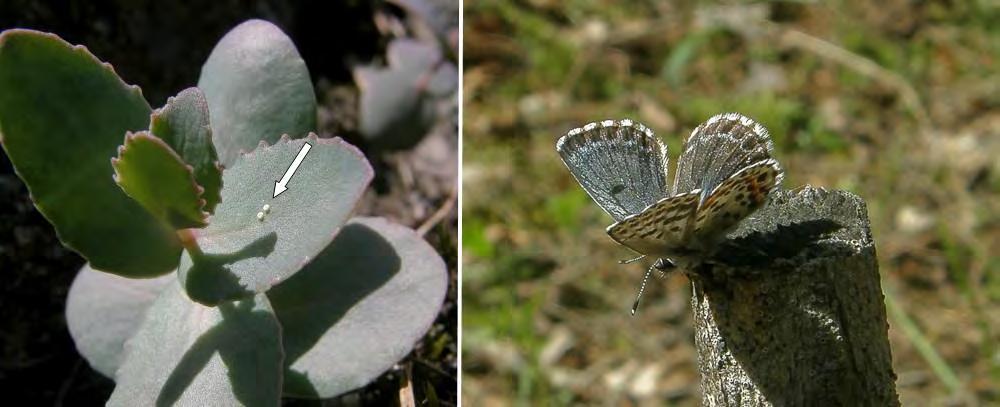Virolahden Klamilan osayleiskaavan luontoselvitys 2016 5.2. Meriuposkuoriainen (Macroplea pubipennis) VU, V Meriuposkuoriaista on löydetty hapsividalta (Potamogeton pectinatus) ja ärviöiltä (Myriophyllum).