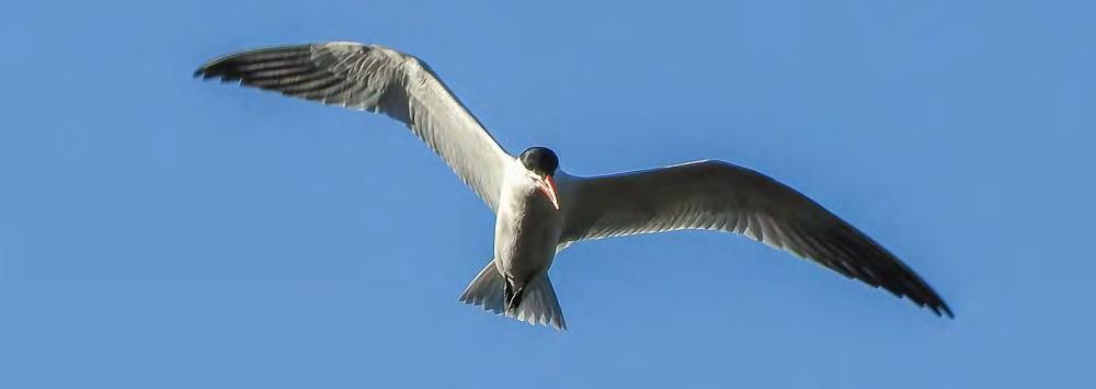 Virolahden Klamilan osayleiskaavan luontoselvitys 2016 Keltasirkku (Emberiza citrinella) Kaava-alueella pesi viisi keltasirkkuparia. Varmistettu pesintä lajista tehtiin 28.5.
