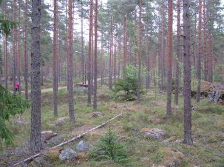 Kuva 5. Mäntymetsää Hiihtomajan pohjoispuolella Kuva 6.