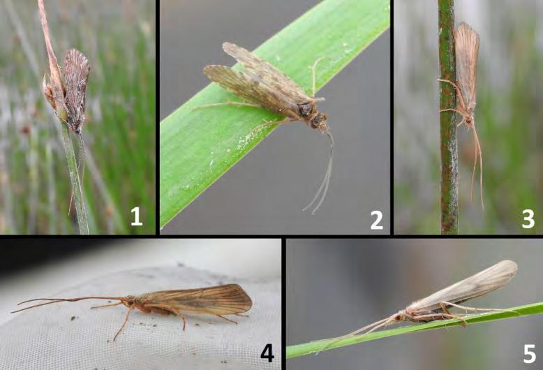 Virolahden Klamilan osayleiskaavan luontoselvitys 2016 flavidus, Agrypnia pagetana ja Molanna angustata. Lahden kapeaosmankäämeiltä (Typha angustifolia) löytyi Donacia cinerea -ruokokuoriaista.
