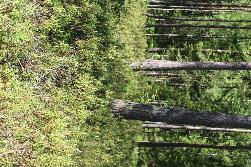 4. Rämealueet Selvitysalueella on paljon ojitettua isovarpurämettä ja varputurvekangasta. Muutamassa kohdassa kyseessä on koivuvaltainen räme mutta yleisimmin valtapuuna on mänty.