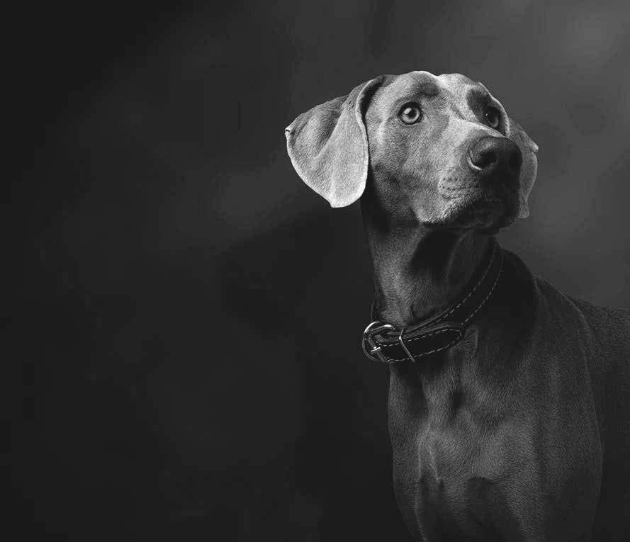 Doggy AB (09) 454