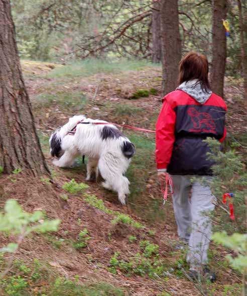 leluun kiinni, riepotetaan sitä ja vaivihkaa otetaan edellinen talteen. jne. Pikku hiljaa pentu oppii, että se paras kiva ei olekaan yksinään sen lelun kanssa, vaan yhdessä ihmisen kanssa leikkiessä!