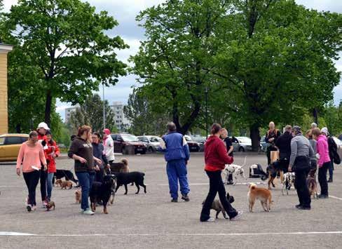 Kilpailussa on kaksi luokkaa: nakkija alokasluokka, joten aivan aloittelevatkin PONit ohjaajineen toivotaan mukaan! Kilpailuja järjestetään tänä vuonna kolme tai neljä, mahdollisuuksien mukaan.