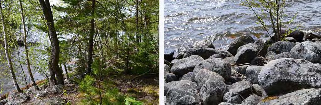 alueen kasvillisuus koostuu hoidetuista pihoista, joiden pohjois- ja itärajalla on kangasmetsämaata. Rakentamattomilla osin on sekapuumetsikköä, joilla kasvaa ylispuina järeät, kauniit männyt.