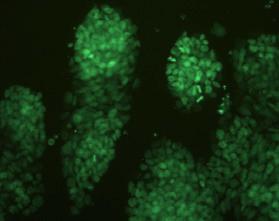 () lleles used to generate EScells and mice with doxycycline-inducible expression of H2-GFP.