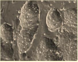 (ottom) previously characterized H2-GFP cdn 8 was inserted downstream of the Collagen (Col) 11 locus under the control of a tetracycline-dependent