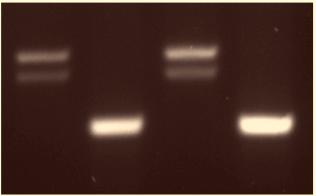 Isotype 4.3 Flt3 - L - K + S + Control 17.4 Isotype 4.7 Flt3 - L - K + S + Ncad KO 220 hi IgM + Control 18.7 Isotype 89.5 5 Isotype 5.3 220 hi IgM + Ncad KO 96.