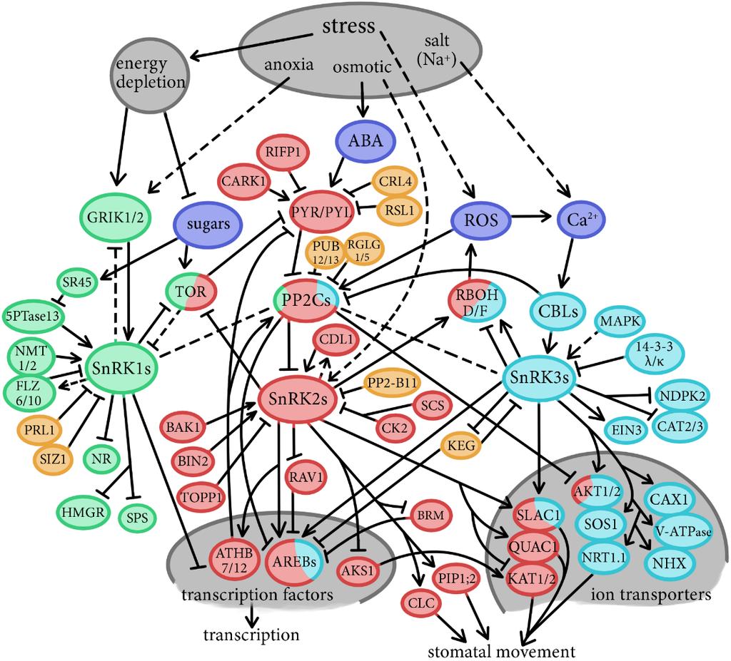Introduction Figure 2. SnRKs in signalling. Pathways are marked for SnRK1 (green), SnRK2 (red), and SnRK3 (cyan). Multicoloured proteins indicate convergence points of several pathways.
