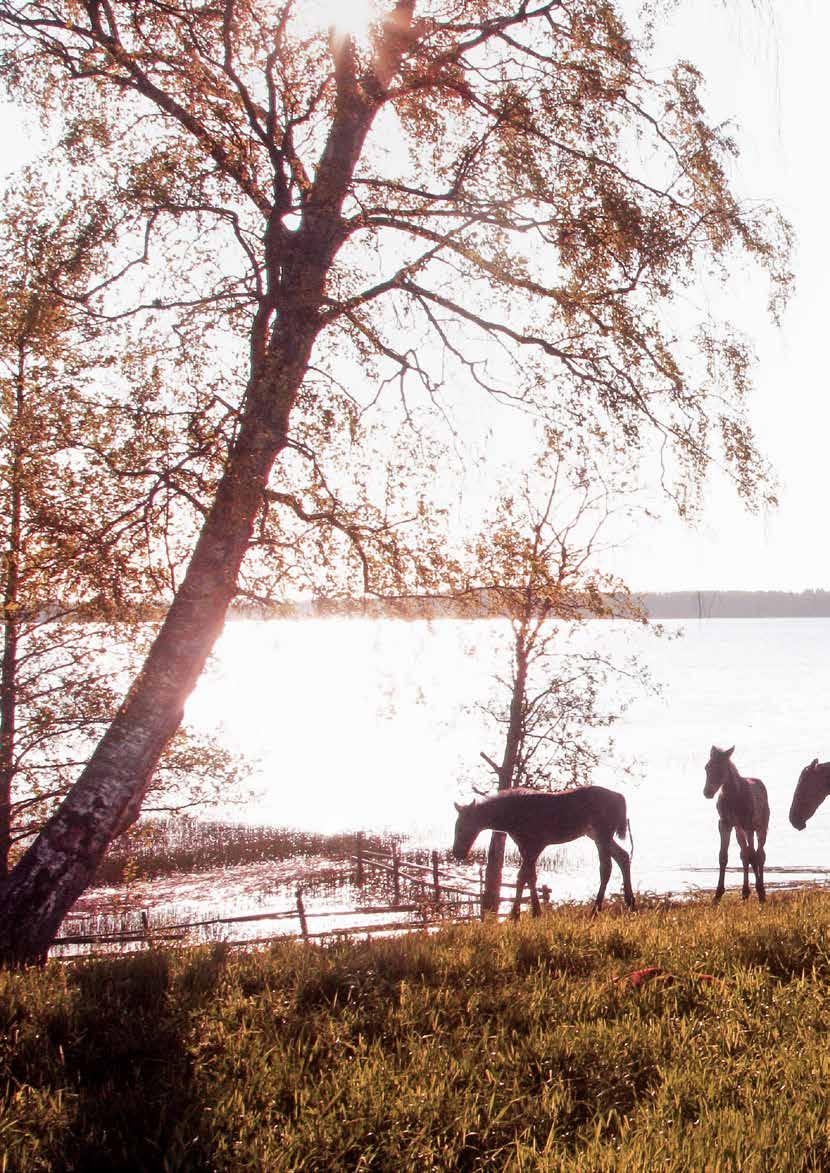 Sisällys Raaka-aineet 4 Tuotekehitys 5 Laboratorio 6 Myyjät ja yhteystiedot 7 Hevosten ruuansulatus 8 Ravintoaineet ja vitamiinit 10 Kivennäiset ja hivenaineet 12 Racing -sarja 14 Racing -tuotteet 15