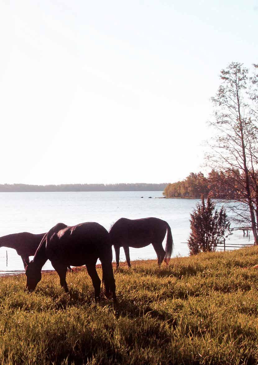 Lämmin kiitos asiakkaillemme, niin hevosille kuin hevosenomistajille Racing -hevosrehusarja on ollut alan markkinajohtaja Suomessa jo yli 20 vuoden ajan.