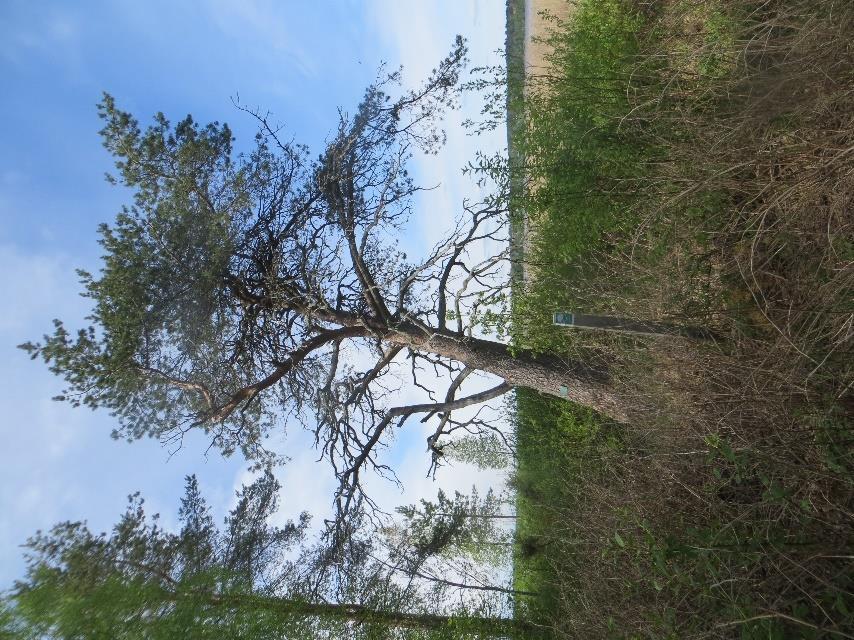 Voimalaitosalueen lähellä Haapajärven rannassa kasvaa luonnonsuojelulain nojalla rauhoitettu yli 100-vuotias mänty (Kuva 13), joka on Suomen kilpahiihdon muistomerkki. Kuva 13. Rauhoitettu mänty. 7.