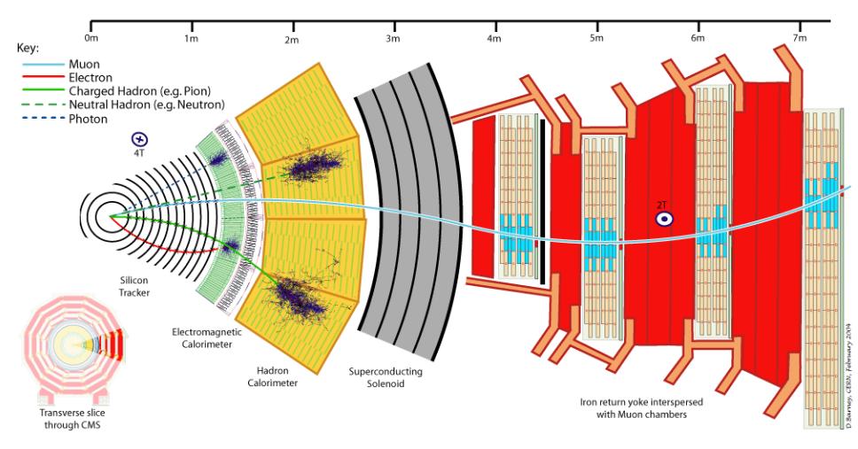 4.2. THE COMPACT MUON SOLENOID 35 ing b quarks, one can study CP violation, which is one of the main research aspects of the LHC-b.
