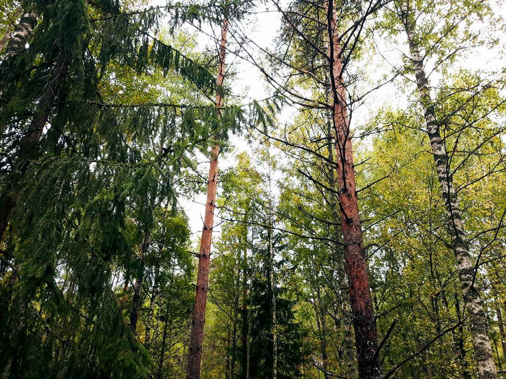 Ympäristöystävälliset kalusteet Runkotehtaamme toimii kaikkien ympäristöstandardien ja lakien mukaisesti sekä noudattaa omia ympäristösäännöksiä ja kehittää jatkuvasti ympäristöystävällisiä