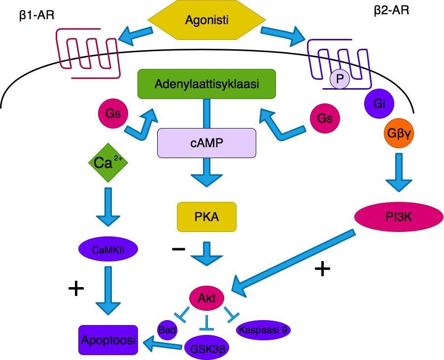 17 paremman vasteen sydänsairauksien hoidossa (Xiao Ym. 2004). Vaikka β2-adrenoseptorien onkin havaittu estävän apoptoosia sekä in vitro että in vivo (Bernstein Ym.