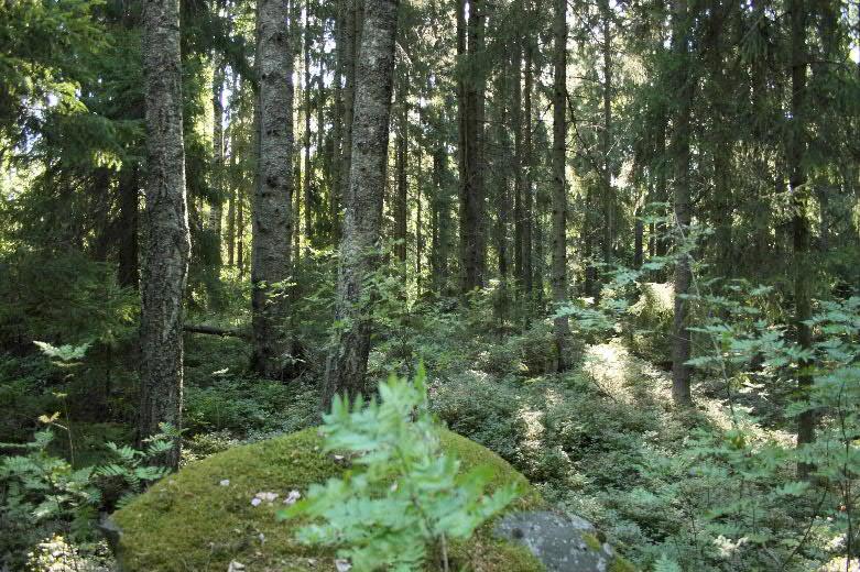 2.4 Selvitysalueen maisemarakenne Maisemarakenneteorian lähtökohtana on se, että maisema ymmärretään laajasti toimivana ja alati muutoksen tilassa olevana organismina.