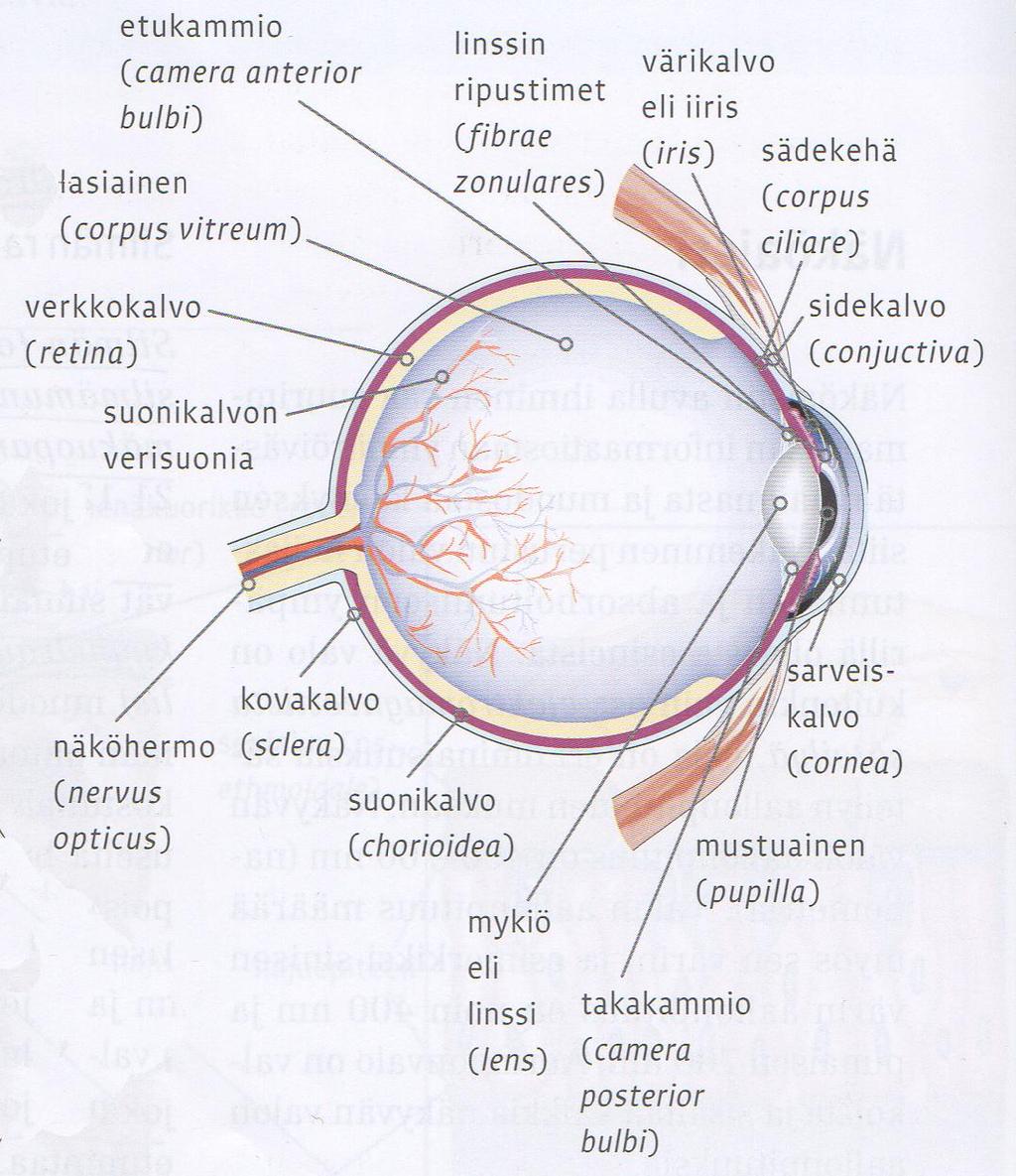 2 VERKKOKALVO JA ERG-TUTKIMUS 2.1 Verkkokalvon anatomia Silmä sijaitsee luisen silmäkuopan (orbita) suojassa ja sen pääosa muodostuu kolmikerroksisesta silmämunasta.