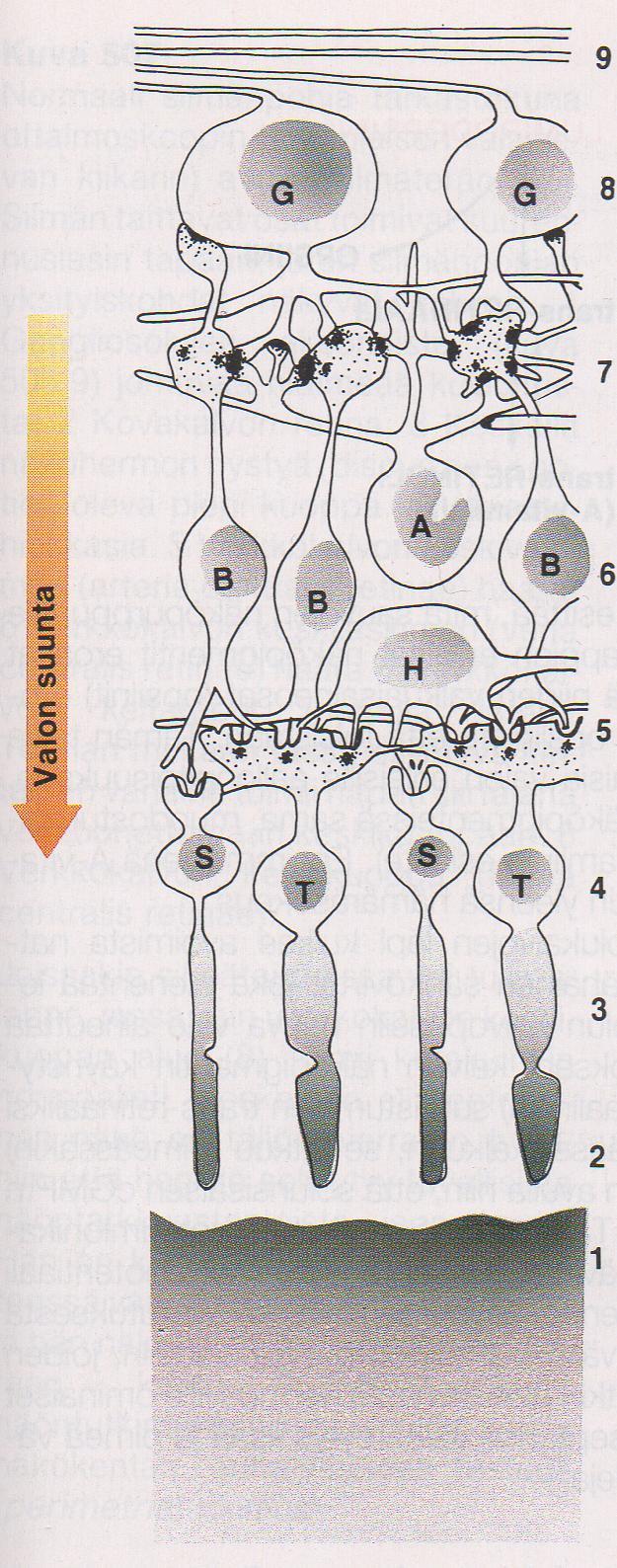 9. Sisimpänä gangliosolujen aksoneiden muodostama kerros. Aksonit menevät kohti näköhermon nystyä. 8. Gangliosolujen (G) tumat. 7.