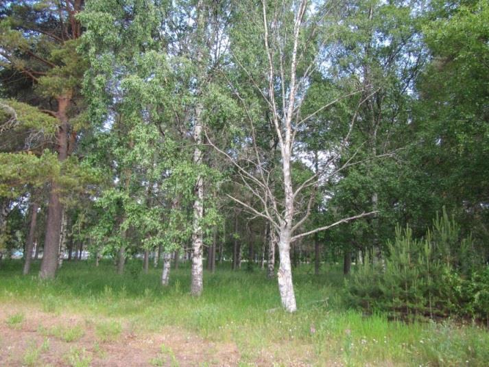 Alueella risteilee runsaasti polkuja, joita käytetään ulkoiluun ja alueen läpi kulkemiseen (Kuva 4-3). Keskiosan ojitettu isovarpuräme (IR) on osin muuttunut turvekankaaksi.
