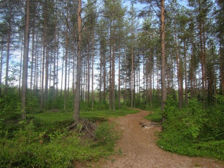 5 pihlaja (Sorbus aucuparia), tuomi (Prunus padus) ja pajut (Kuva 4-4). Aluskasvillisuus on korkearuohoista mm.