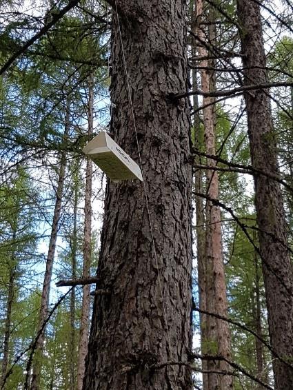 Metsälajien kartoitukset Kasvinterveysasetus tarkentaa metsälajien kartoituksia Muuttuvat