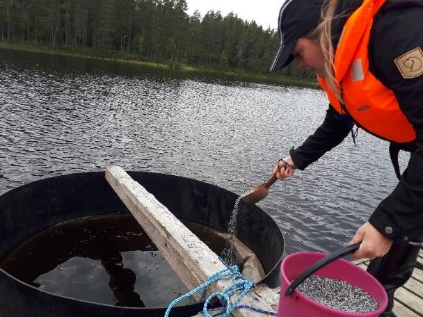 Vuoden 2018 syyskuussa 10,0 kg metakaoliini-geopolymeerirakeita (kokojakauma 2-4 mm) levitettiin yhteen läpimitaltaan 150 cm:n mesokosmokseen.