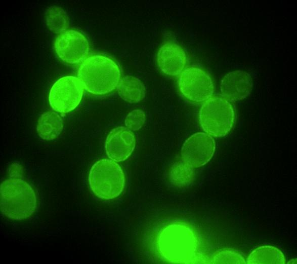 Yeast genetics In 1996 Yeast genes 1/3 characterised by genetic analysis 1/3 shows homology to known genes 1/3 orphans 5% yeast genes with introns very few have more than one The intergenic space