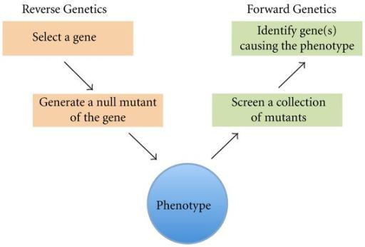 Two possible approaches A reverse genetic approach A gene of interest is disrupted The resulting phenotype is studied A forward genetic approach