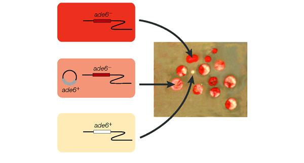 The art and design of genetic screens: yeast Transcriptional control of galactose-utilizing genes in yeast 3 genes (GAL1, GAL7 and