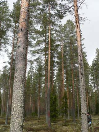 Projektin tavoitteet Testata kuvatulkinnan soveltuvuutta männylle tärkeiden laatuparametrien ennustamisessa Rakentaa empiirisen aineiston avulla tilastollinen malli, joka