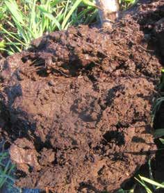 Mittausta varten pellon pitäisi olla kosteudeltaan kenttäkapasiteetissa (kostea, mutta vajovesi on valunut pois).