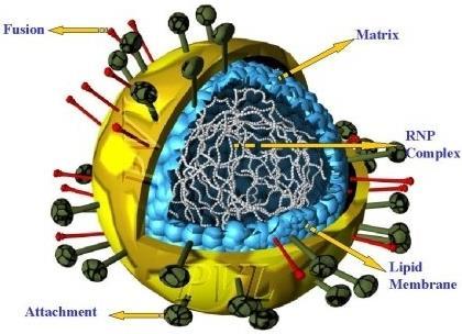HI-virus