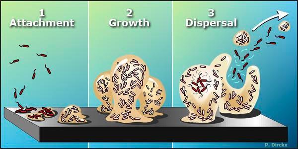 Biofilmin