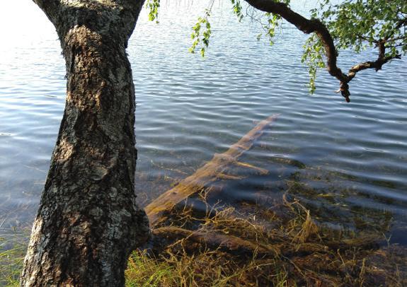 Vuoden maisemateko 2019 - suuret suomalaiset vieraslajitalkoot Vuoden 2019 teemalla haluamme kannustaa yhdistyksiä ja yksittäisiä toimijoita laajaan yhteistyöhön vieraslajien torjunnassa, Suomen