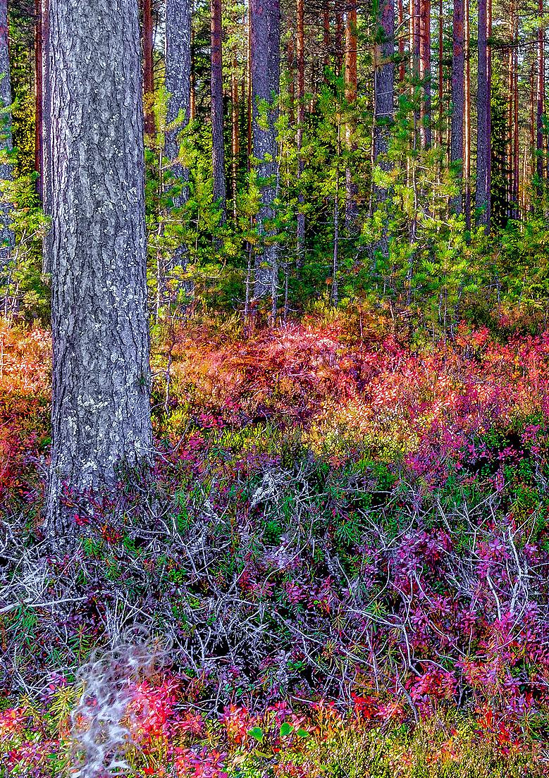 VAPI ry:n jäsenyhdistykset 4 Kynnys ry Turun toimikunta Lounais-Suomen Allergia- ja Astmayhdistys ry Lounais-Suomen Diabetes ry Lounais-Suomen Lihastautiyhdistys ry Lounais-Suomen neuroyhdistys ry