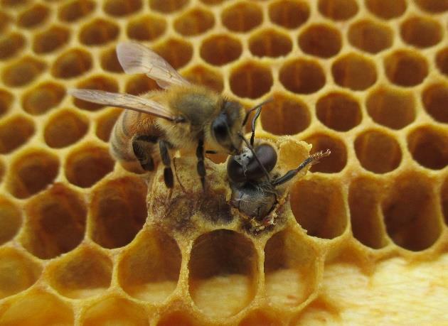 3 Maailman mehiläistautitilanne Kiinnostus tarhattuja mehiläisiä ja muita pölyttäjiä kohtaan on viime vuosina kasvanut, sillä eri puolilla maailmaa on havaittu mehiläisyhteiskuntien romahtamisia