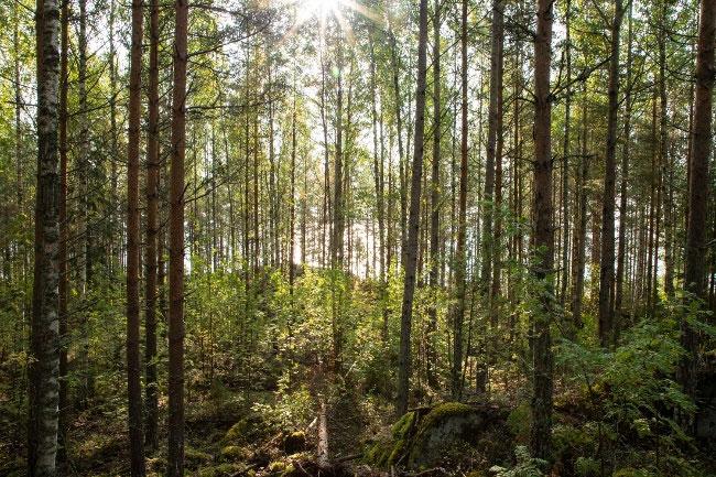 kiinteillä Kiviranta