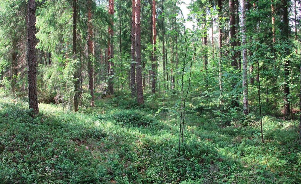 Selvityksen maastotöistä vastasi FM, biologi Jyrki Matikainen :stä. Raportin taittoi Eija Rauhala.