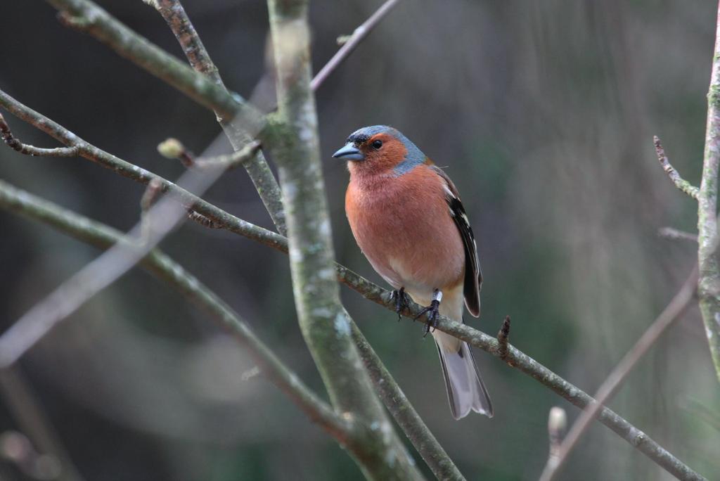 Viherpeippo (Carduelis chloris) Alueen pohjoisreunan tienvarrella havaittiin laulava viherpeippo ja laji pesinee jossakin alueen katajassa tai muussa pensaassa.