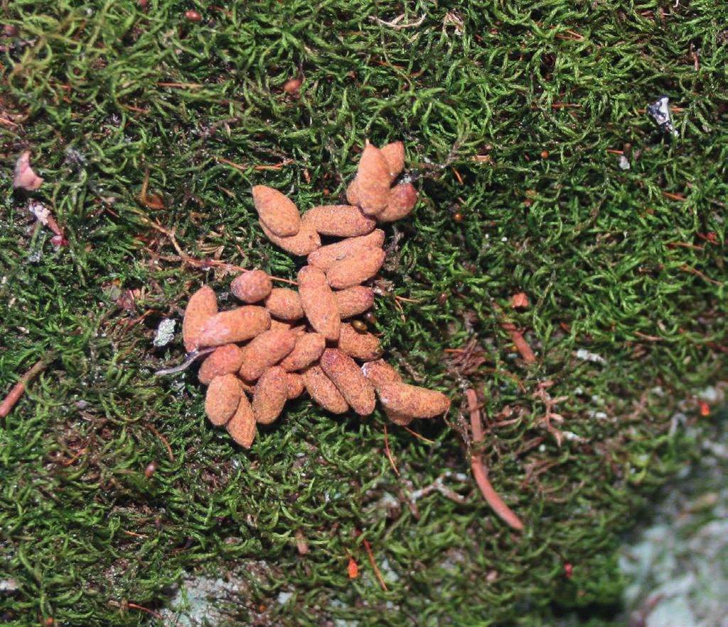 3.2 Liito-oravaselvitys 3.2.1 Johdanto Liito-orava (Pteromys volans) kuuluu EU:n Luontodirektiivin liitteen IV lajeihin ja on siten erityisesti suojeltu laji koko EU:n alueella.