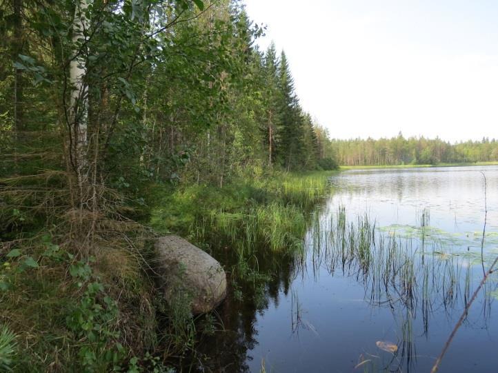 10 Kuva 9. Majoonlammen täydennyskohteen ranta luoteeseen kuvattuna. Kuva 10.