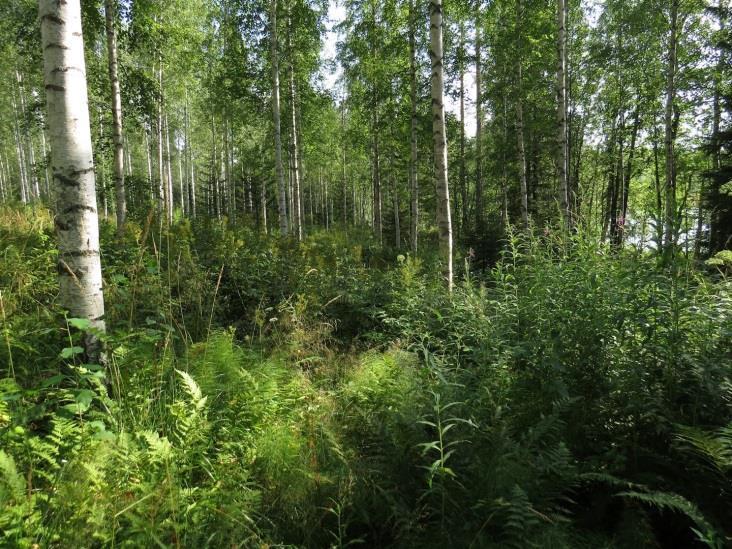 Täydennyskohteen kasvilajisto todettiin monipuoliseksi mutta tavanomaiseksi. Rauhoitettuja tai uhanalaisia kasvilajeja ei todettu.