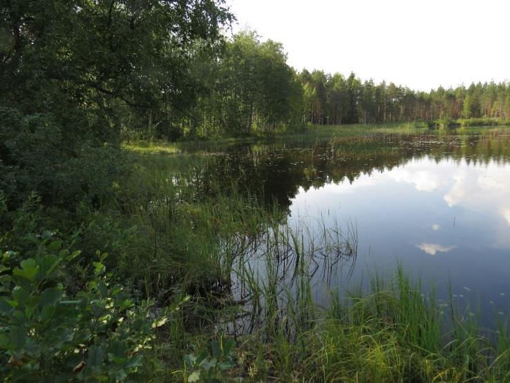 12 niittylajisto. Kääntöpaikan ympärillä olevat rantametsät on osin hakattu. Lajistoltaan rantametsät todettiin tavanomaiseksi MT- ja paikoin OMT -kankaaksi (Kuva 16.).